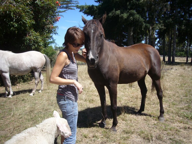 Travel - New Zealand - Sheep Farm, Motueka